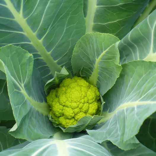Chou-Fleur Verde di Macerata