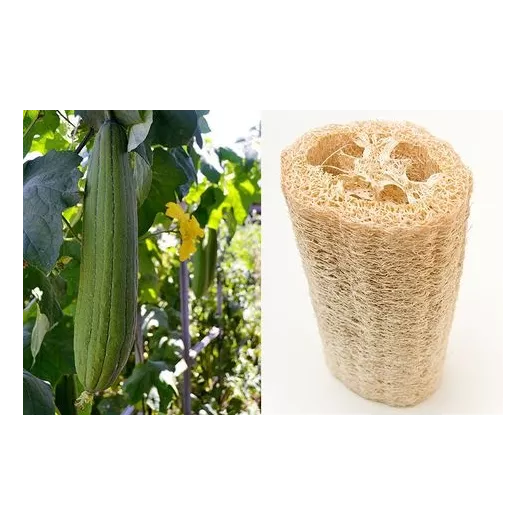 Courge Eponge Luffa Courge Eponge Luffa