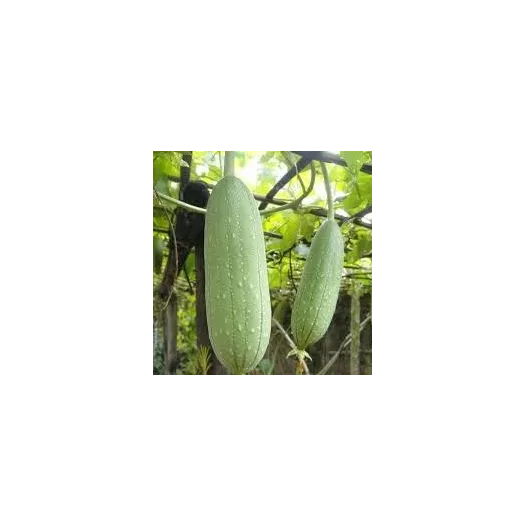 Courge Eponge Luffa Courge Eponge Luffa