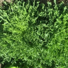 Chicorée frisée de Namur Chicorée frisée de Namur