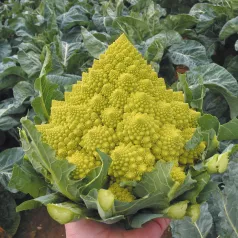 Bloemkool Romanesco Bloemkool Romanesco