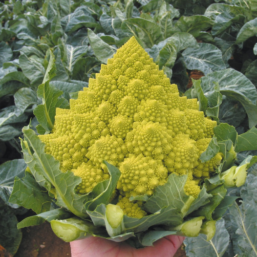 Bloemkool Romanesco