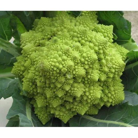 Bloemkool Romanesco Bloemkool Romanesco