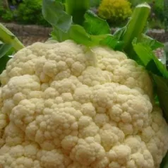 Bloemkool Martinet Bloemkool Martinet