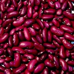 Stamdroogboon Canadian Wonder