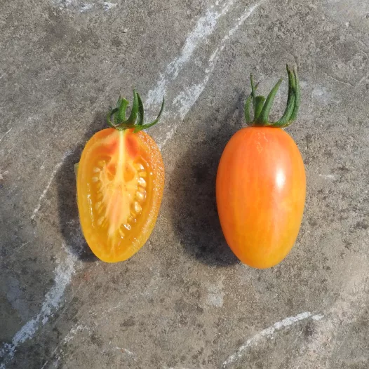 Tomaat Blush