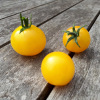 Tomate cerise Balconi jaune