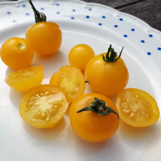 Tomate cerise Balconi jaune - Semailles