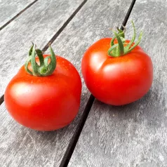 Tomate rouge Gloire de Versailles Tomate rouge Gloire de Versailles