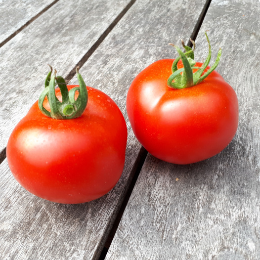 Tomate rouge Gloire de Versailles