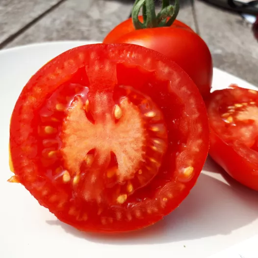 Tomate rouge Gloire de Versailles - Semailles Tomate rouge Gloire de Versailles - Semailles