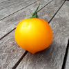 Tomate Teton de Wepion