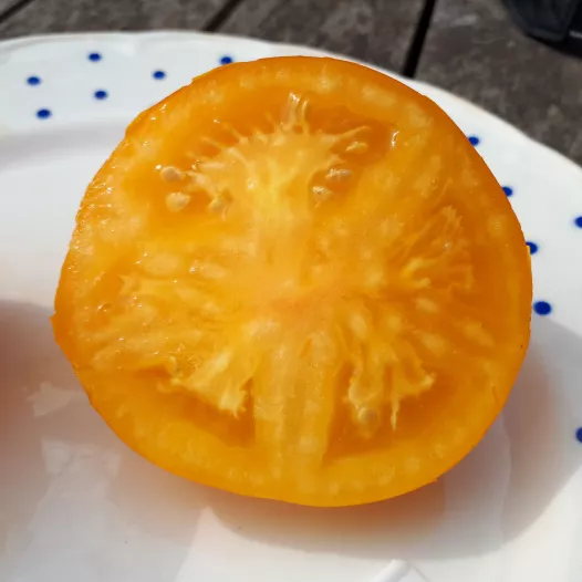 Tomate Téton de Wépion bio - Semailles Tomate Téton de Wépion bio - Semailles