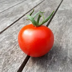 Tomate rouge Joffre Tomate rouge Joffre