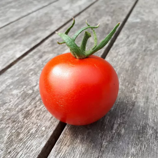 Tomate rouge Joffre bio - Semailles
