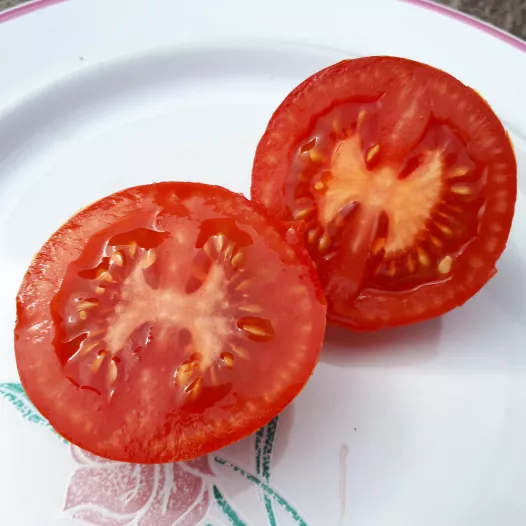 Tomate rouge Joffre bio - Semailles Tomate rouge Joffre bio - Semailles