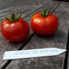 Tomate rouge Gloire de Malines