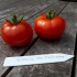 Tomate rouge Gloire de Malines