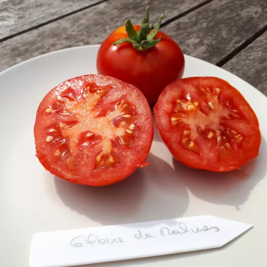 Tomate rouge Gloire de Malines Tomate rouge Gloire de Malines