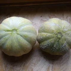 Melon Brodé Jenny Lind Melon Brodé Jenny Lind
