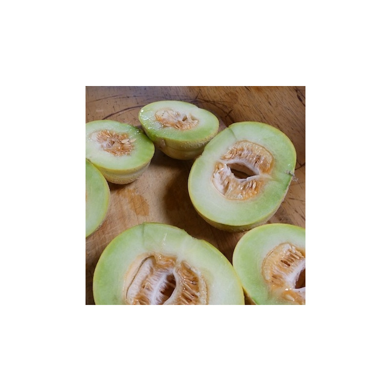 Graines bio de Melon Brodé Jenny Lind