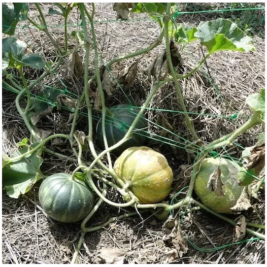 Melon Brodé Jenny Lind