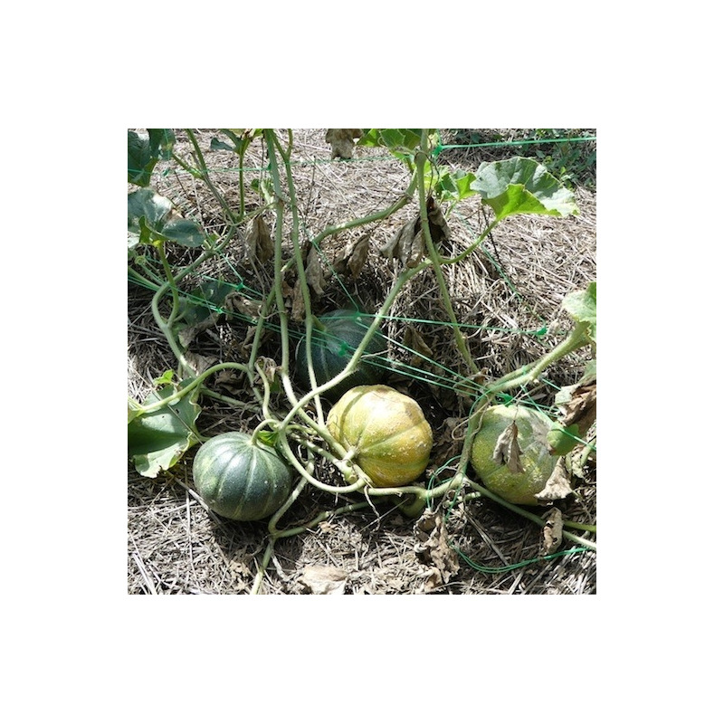 Graines bio de Melon Brodé Jenny Lind