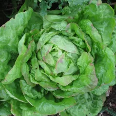 Kropsla (4 seizoenen-) Lorthois Kropsla (4 seizoenen-) Lorthois