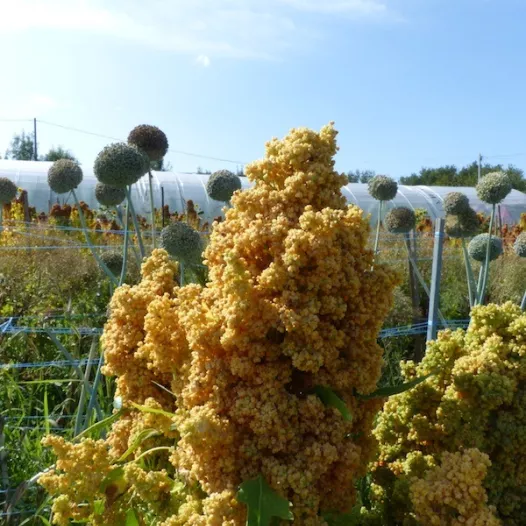 Quinoa Temuco