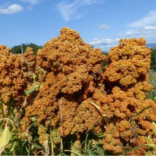 Quinoa Temuco