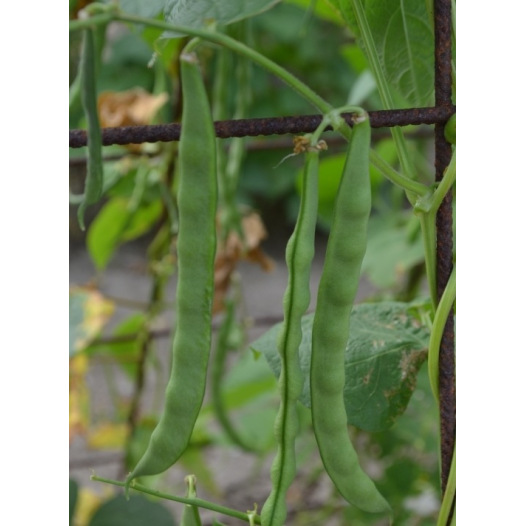 Haricot à rames mangetout Princesse du Pévèle