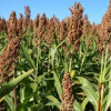 Sorgo van Soedan (groenbemester)