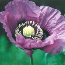 Graines bio de Pavot violet simple - Fleurs