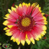 Gaillarde vivace