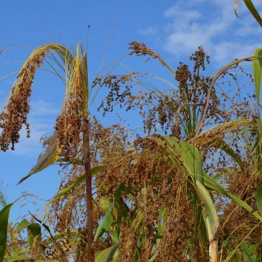 Sorgho à balais
