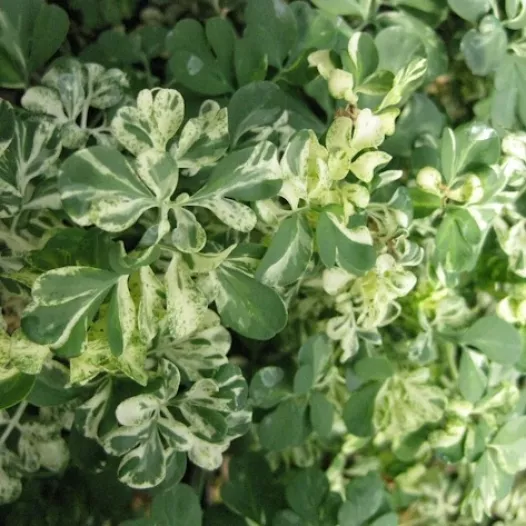 Rue Bigarée - Fleurs - Semailles Rue Bigarée - Fleurs - Semailles