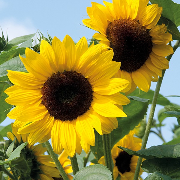 Graines bio de Tournesol mélange décoratif