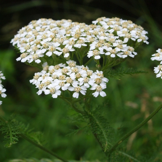 Achillée millefeuille – Plantes & fleurs sauvages bio