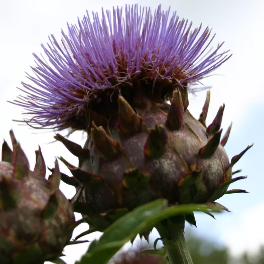 Cardon argenté de Plainpalais