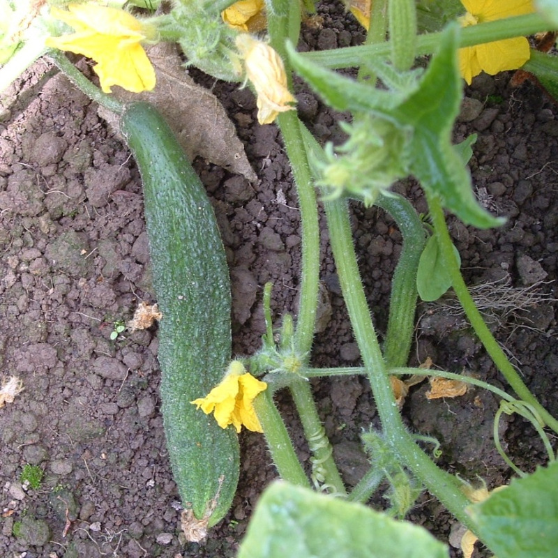 Graines bio de Cornichon Amélioré de Bourbonne