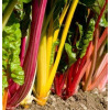 Côtes de bettes à cardes multicolores