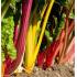Côtes de bettes à cardes multicolores