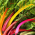 Côtes de bettes à cardes multicolores
