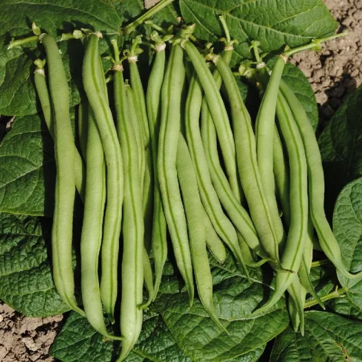 Haricot nain mangetout la Victoire bio - Semailles