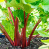 Rhubarbe Rouge