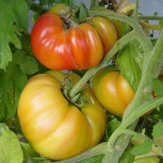 Tomate Ananas Tomate Ananas