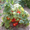 Tomate cerise Red Robin