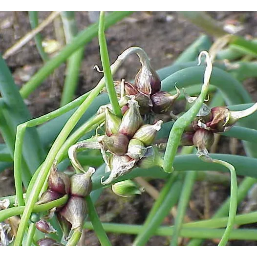 Oignon rocambole - 3 plants