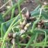 Oignon rocambole - 3 plants