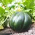 Melon Belge
